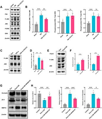 Overexpression of endothelial S1pr2 promotes blood–brain barrier disruption via JNK/c-Jun/MMP-9 pathway after traumatic brain injury in both in vivo and in vitro models